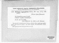 Image of Erythricium hypnophilum